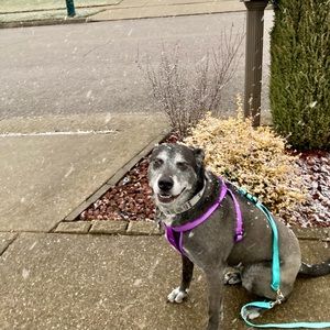 Meet your Posher, Shai